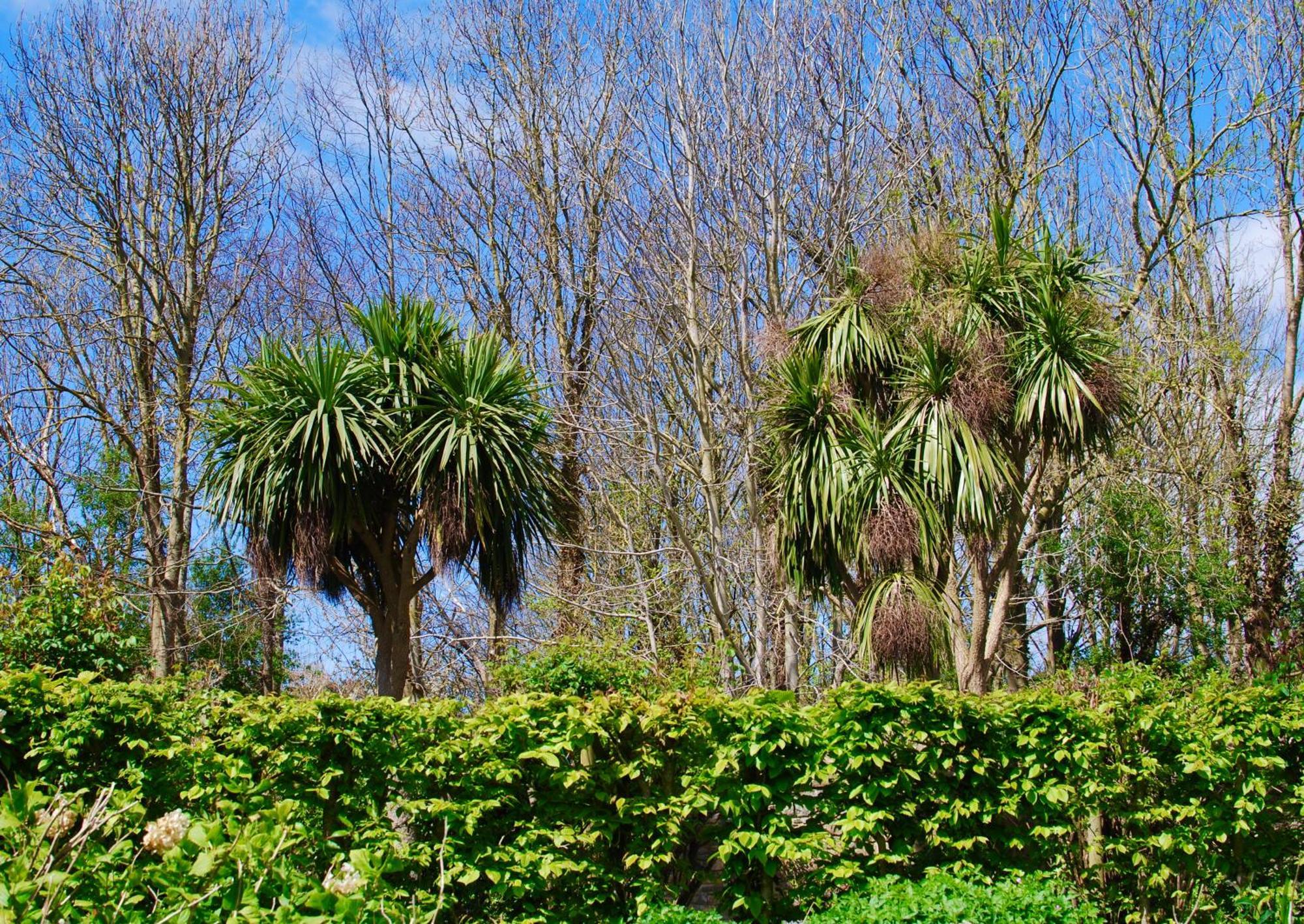 Cottage De Charme & Jardin Fabuleux A 800M De La Mer - Maison Melchior Flamanville Exterior foto