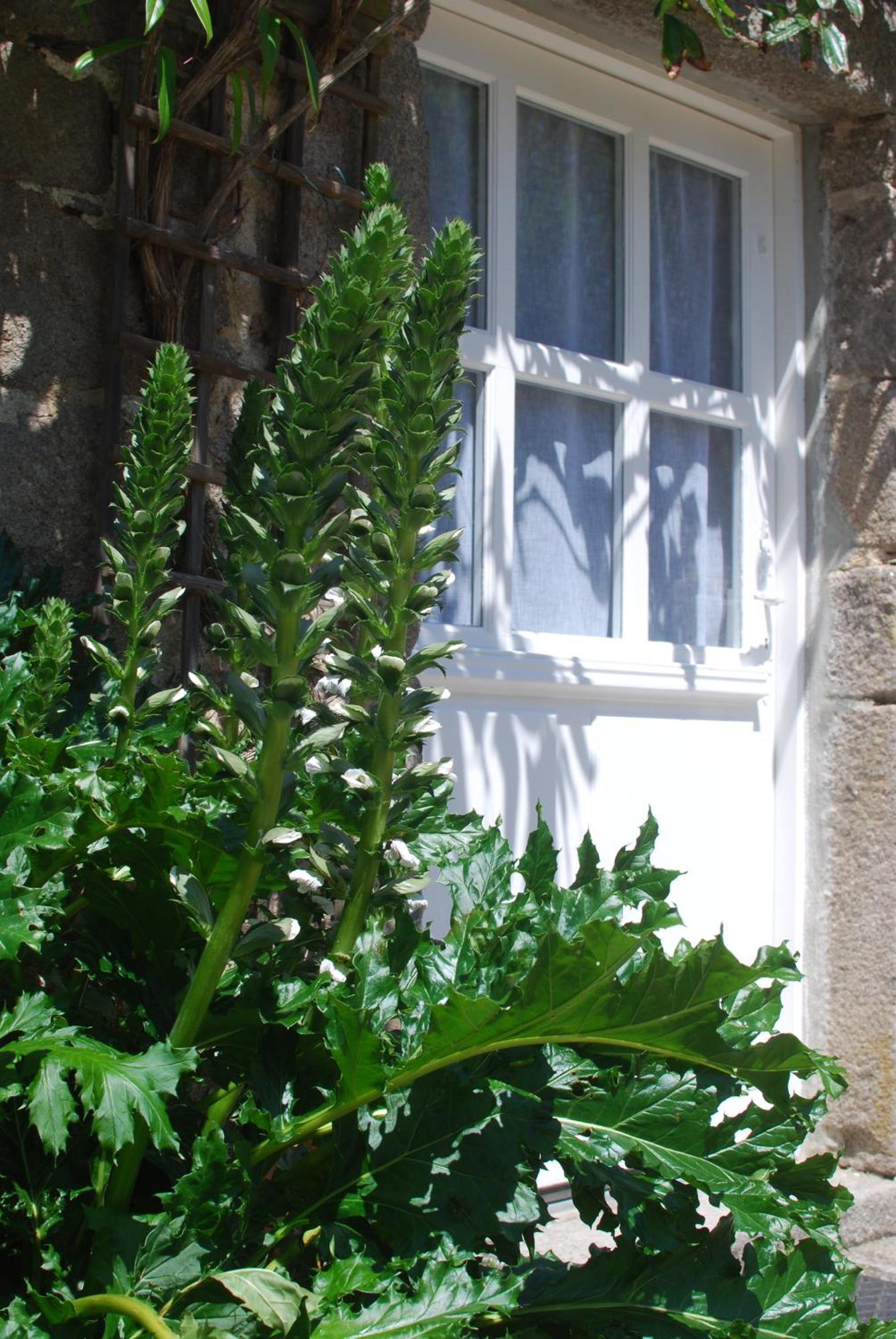 Cottage De Charme & Jardin Fabuleux A 800M De La Mer - Maison Melchior Flamanville Exterior foto
